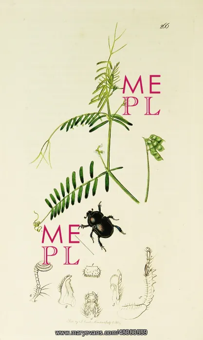 : Curtis British Entomology Plate 266 : Curtis British Entomology Plate 266