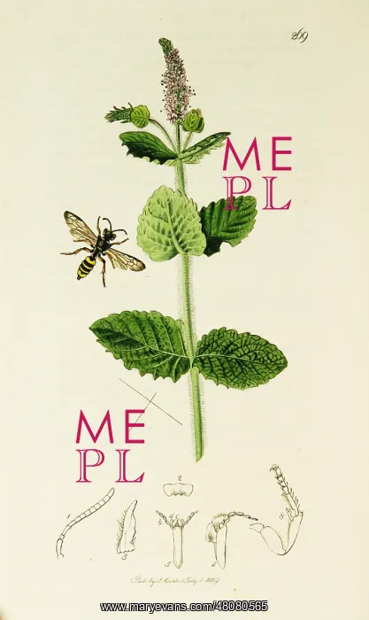 : Curtis British Entomology Plate 269 : Curtis British Entomology Plate 269