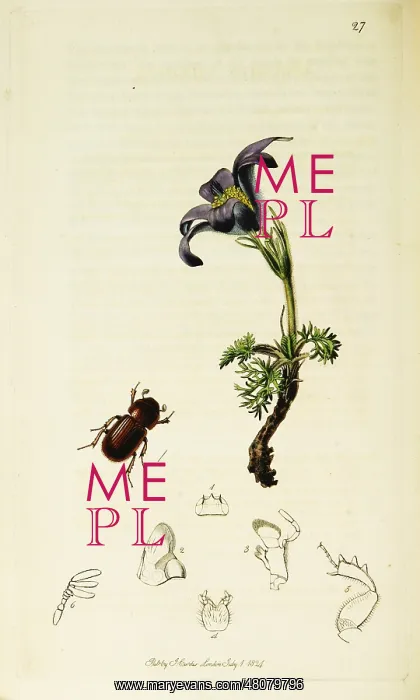  : Curtis British Entomology Plate 27