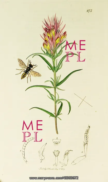 : Curtis British Entomology Plate 273 : Curtis British Entomology Plate 273