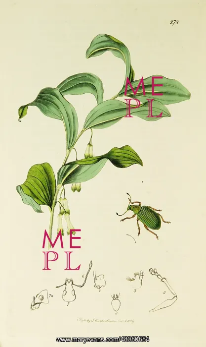 : Curtis British Entomology Plate 278 : Curtis British Entomology Plate 278