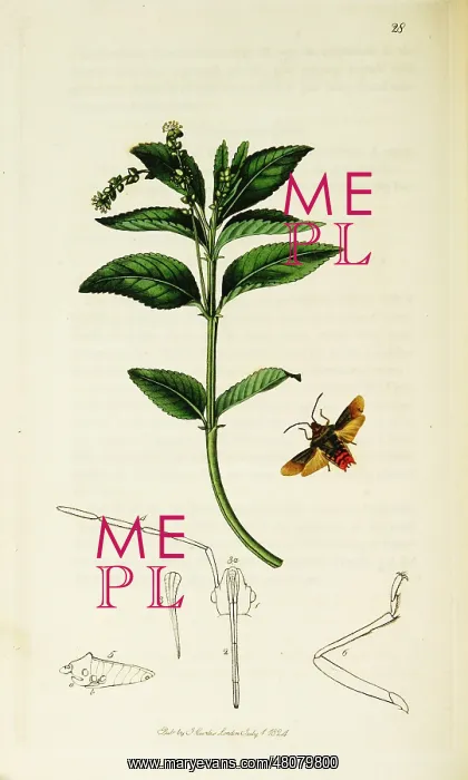 : Curtis British Entomology Plate 28 : Curtis British Entomology Plate 28