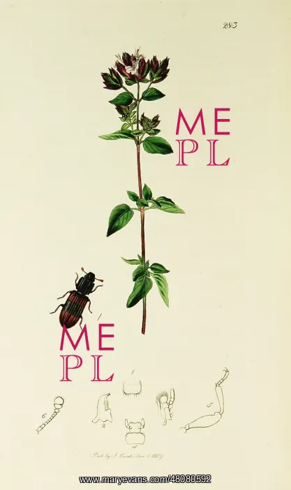 : Curtis British Entomology Plate 283 : Curtis British Entomology Plate 283