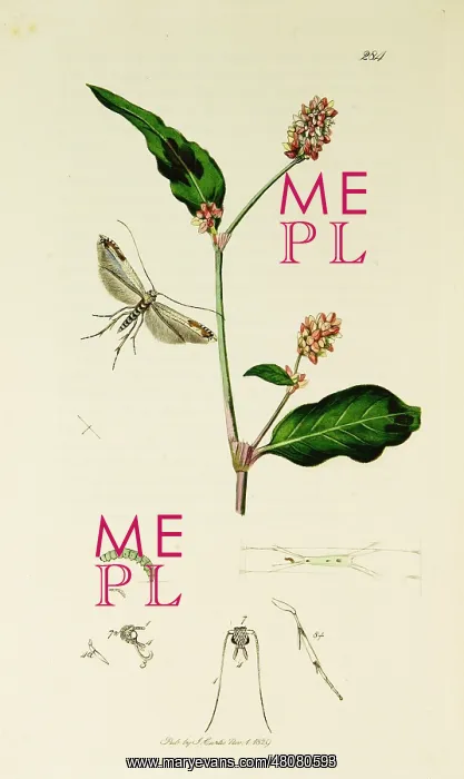 : Curtis British Entomology Plate 284 : Curtis British Entomology Plate 284
