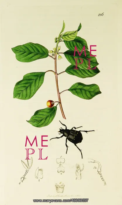  : Curtis British Entomology Plate 286