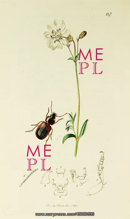 : Curtis British Entomology Plate 287 : Curtis British Entomology Plate 287