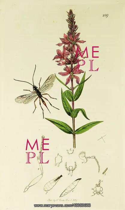  : Curtis British Entomology Plate 289