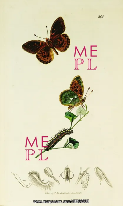: Curtis British Entomology Plate 290 : Curtis British Entomology Plate 290