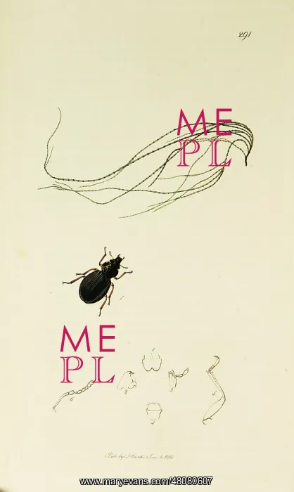 : Curtis British Entomology Plate 291 : Curtis British Entomology Plate 291