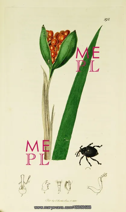 : Curtis British Entomology Plate 292 : Curtis British Entomology Plate 292