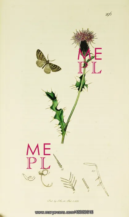: Curtis British Entomology Plate 296 : Curtis British Entomology Plate 296