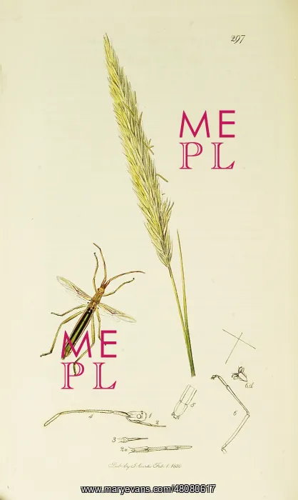 : Curtis British Entomology Plate 297 : Curtis British Entomology Plate 297