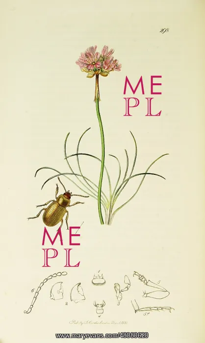 : Curtis British Entomology Plate 298 : Curtis British Entomology Plate 298