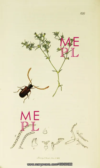 : Curtis British Entomology Plate 299 : Curtis British Entomology Plate 299