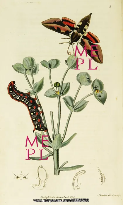 : Curtis British Entomology Plate 3 : Curtis British Entomology Plate 3