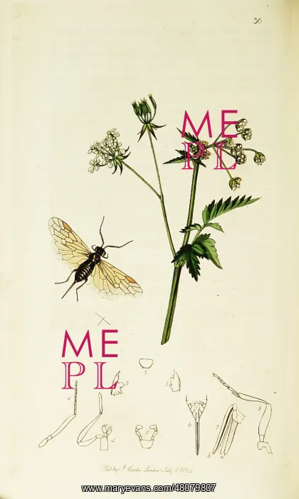 : Curtis British Entomology Plate 30 : Curtis British Entomology Plate 30