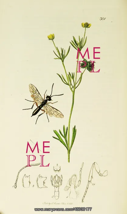 : Curtis British Entomology Plate 301 : Curtis British Entomology Plate 301