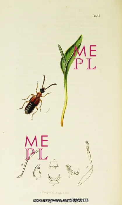 : Curtis British Entomology Plate 303 : Curtis British Entomology Plate 303