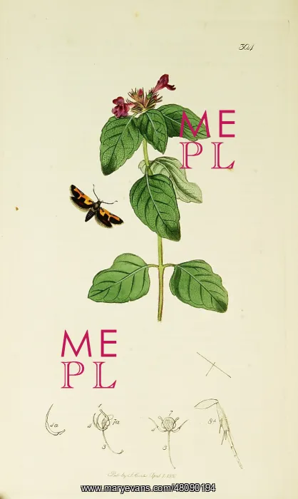 : Curtis British Entomology Plate 304 : Curtis British Entomology Plate 304