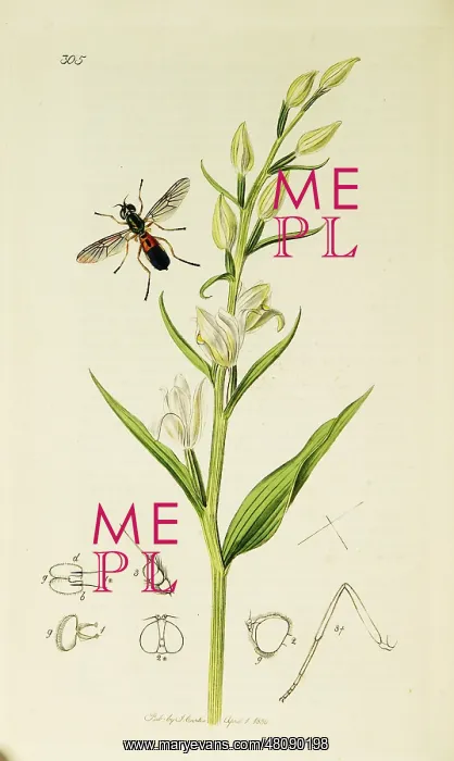 : Curtis British Entomology Plate 305 : Curtis British Entomology Plate 305