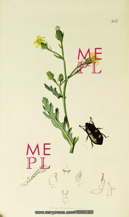  : Curtis British Entomology Plate 306
