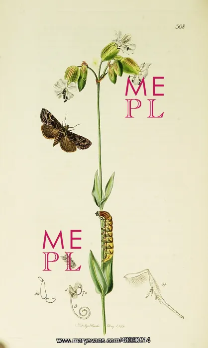: Curtis British Entomology Plate 308 : Curtis British Entomology Plate 308