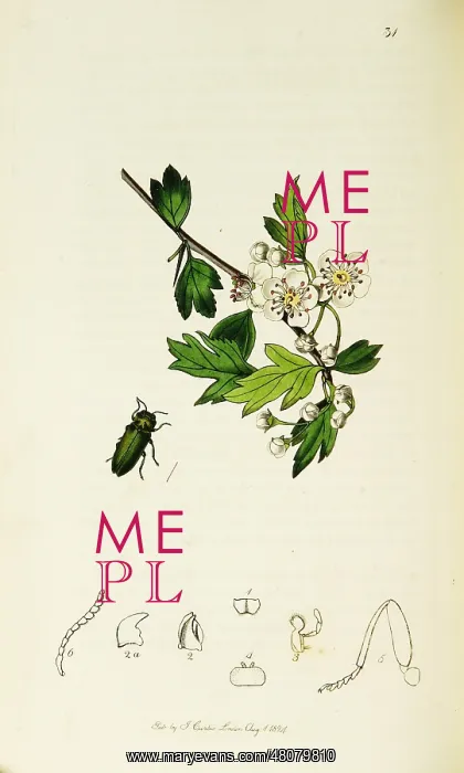 : Curtis British Entomology Plate 31 : Curtis British Entomology Plate 31