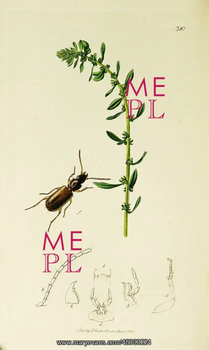 : Curtis British Entomology Plate 310 : Curtis British Entomology Plate 310
