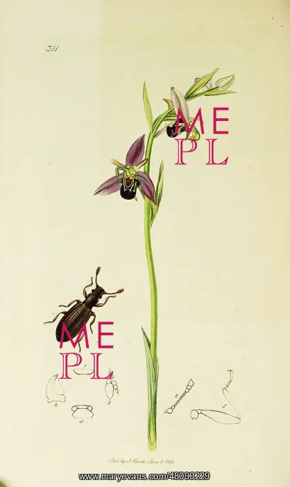: Curtis British Entomology Plate 311 : Curtis British Entomology Plate 311