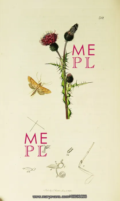 : Curtis British Entomology Plate 312 : Curtis British Entomology Plate 312