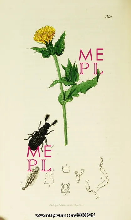  : Curtis British Entomology Plate 314