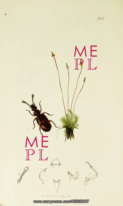 : Curtis British Entomology Plate 315 : Curtis British Entomology Plate 315