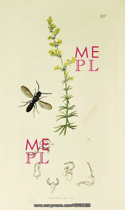 : Curtis British Entomology Plate 317 : Curtis British Entomology Plate 317