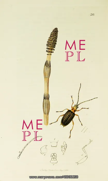 : Curtis British Entomology Plate 318 : Curtis British Entomology Plate 318