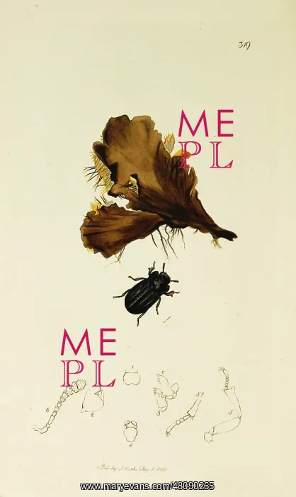 : Curtis British Entomology Plate 319 : Curtis British Entomology Plate 319