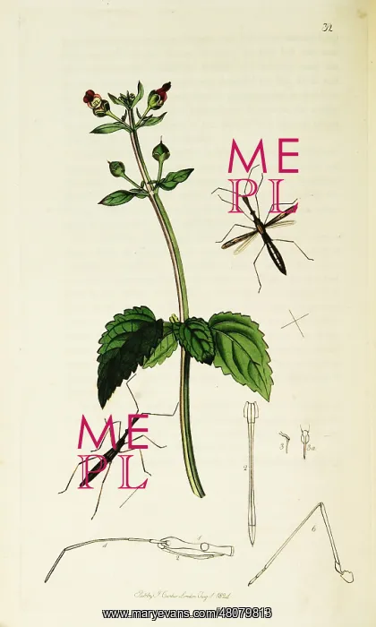  : Curtis British Entomology Plate 32