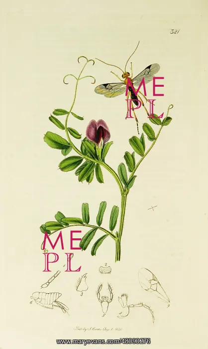 : Curtis British Entomology Plate 321 : Curtis British Entomology Plate 321