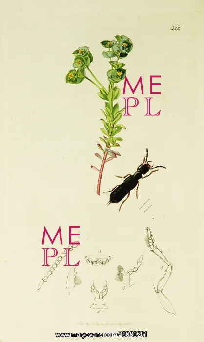 : Curtis British Entomology Plate 322 : Curtis British Entomology Plate 322