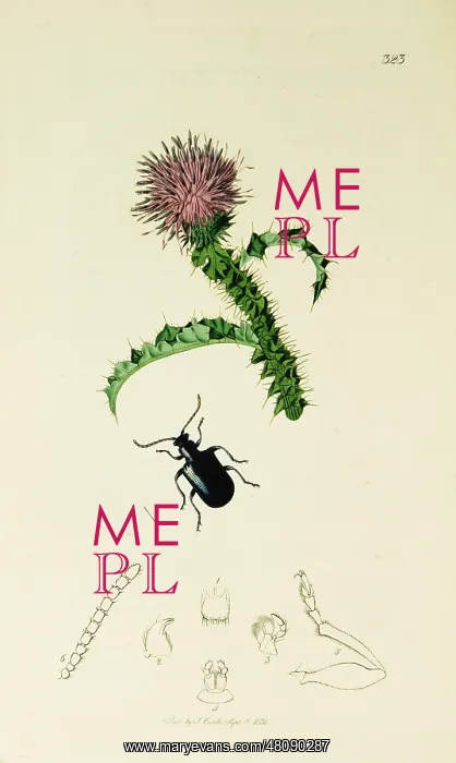 : Curtis British Entomology Plate 323 : Curtis British Entomology Plate 323