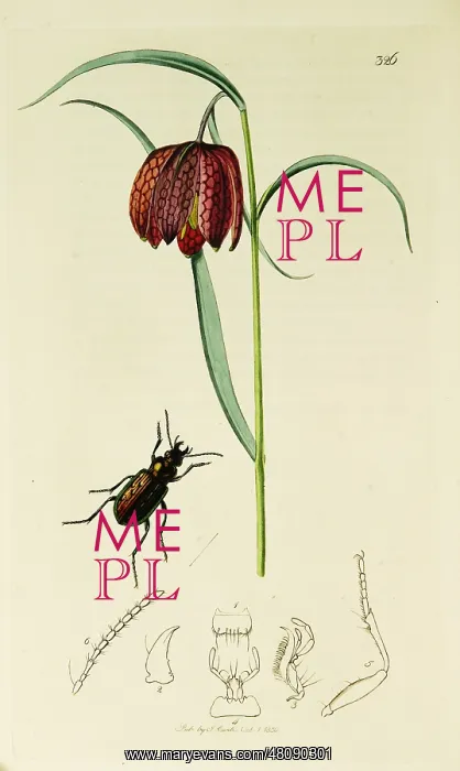 : Curtis British Entomology Plate 326 : Curtis British Entomology Plate 326