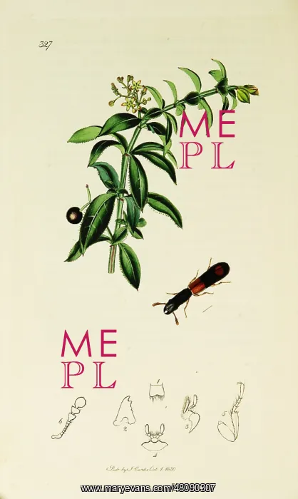 : Curtis British Entomology Plate 327 : Curtis British Entomology Plate 327