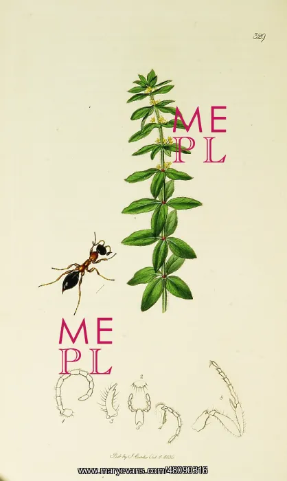  : Curtis British Entomology Plate 329