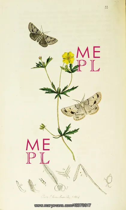 : Curtis British Entomology Plate 33 : Curtis British Entomology Plate 33