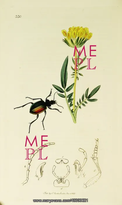 : Curtis British Entomology Plate 330 : Curtis British Entomology Plate 330