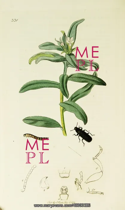 : Curtis British Entomology Plate 331 : Curtis British Entomology Plate 331
