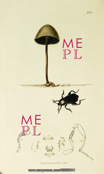 : Curtis British Entomology Plate 334 : Curtis British Entomology Plate 334