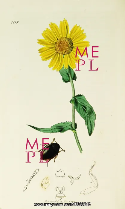 : Curtis British Entomology Plate 335 : Curtis British Entomology Plate 335