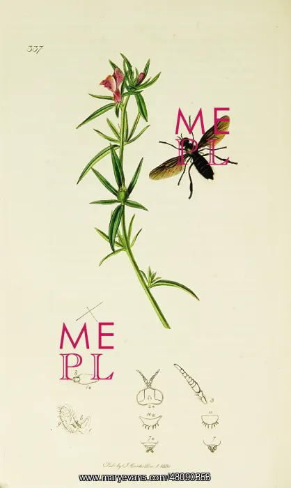 : Curtis British Entomology Plate 337 : Curtis British Entomology Plate 337