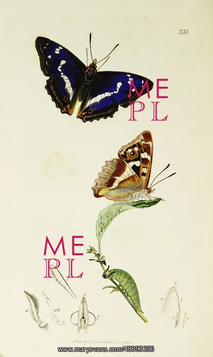 : Curtis British Entomology Plate 338 : Curtis British Entomology Plate 338