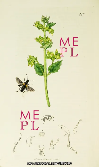 : Curtis British Entomology Plate 340 : Curtis British Entomology Plate 340